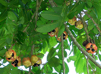 Pictures Of Ackee