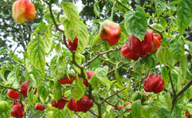 scotch bonnet peppers