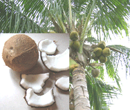 coconut