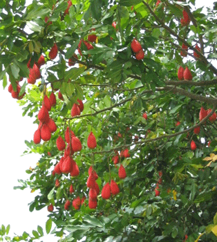 Ackees, Jamaica